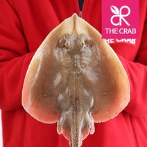 제철 서해안 간재미 생물 냉동 손질 간자미, 냉동 간재미 1마리 (600-800g)