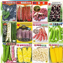 옥수수 콩 씨앗 완두 서리태 백태 작두콩 강낭콩 초당 찰옥수수 종자 텃밭 모음세트, 8.초당옥수수 100립