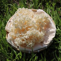 안코 생꽃송이버섯 1kg 500g 건조꽃송이버섯 100g 50g 여왕버섯 면역력 버섯 식품, 건조 꽃송이버섯, 1개
