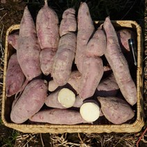 고구마10키로 해남 밤고구마 다이어트 군고구마 강아지 간식 3kg 5kg 10kg, 특품 3kg