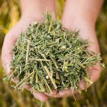 봉래 국산 뽕잎(상엽) 200g/한방/건강/약초/약재 식품 > 건강식품 전통건강식품 기타전통건강식품/한방재료, 200g, 1″ class=”wr-img”></a></div></p></div></p></div></p></div><div class=