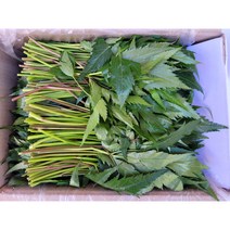 야채왕 국산 당귀 쌈채소 건강채소 짱아치 당귀잎, 당귀300g