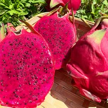 청정 제주 레드용과 적용과 생과 2Kg 1박스, 13.제주 레드용과 적용과 2Kg 1박스