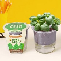 허브화분 식물재배기 바질키우기 DIY키트 홈가드닝 취미키트 식물키우기 DIY키트