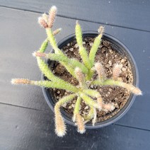 꽃다리 립살리스 44 다육식물 선인장 아이만 배송