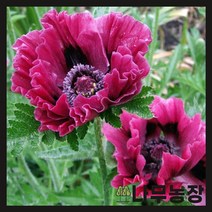 (나무농장) 수입숙근초 숙근양귀비 패티스플럼