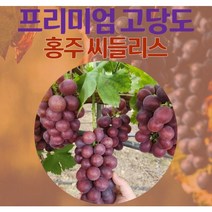 포도 신품종 홍주 씨들리스 2kg 4수 배송혜택 리뷰추첨, 1개