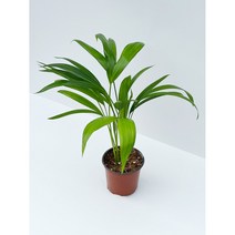 펠리체가든 아레카야자 이레카야자 10cm 화분, 1개