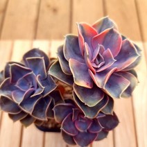 러브코리아 웨스트레인보우 중품 키우기 쉬운 거실 다육식물3-150 랜덤발송, 단품