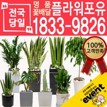 개업화분 인테리어식물 배송 떡갈나무 대엽홍콩 뱅갈고무나무 관음죽 알로카시아 소철 극락조 만냥금 무늬벤자민 파키라, (선택84)인삼팬다, 1개