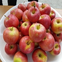 묘목/미니사과나무 루비에스/성목R4cm(결실주) AB063, 1개