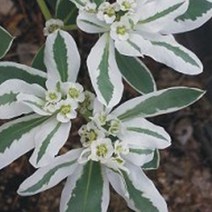 한국 원추리 씨앗 야생화 꽃씨 종자 품종 정원 30립, 1개