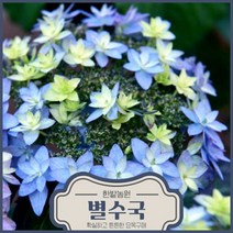 별수국 묘목 포트묘 2년생 원예수국나무