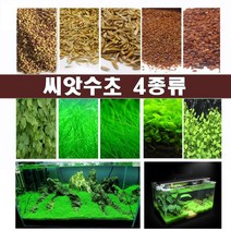 수초 씨앗수초 수초씨앗 전경수초 4종, 3번
