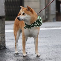 크레이티브펫 당초무늬 보따리 스카프 반다나 도둑보따리 기타액세서리, 01_그린_S, 1개