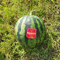 고당도 고창수박 하우스수박 노지수박 특등급 5KG 6KG 7KG 8KG, 흑수박 8kg, 1개