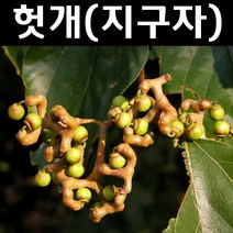지구자(헛개) 실생3년(뿌리) 5개/나무 묘목/약용/특용수
