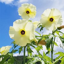 [모야모 꽃씨] 금화규 20립 씨앗 꽃차, 1개