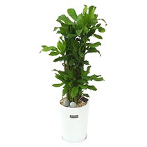 햇살농장 공기정화식물 인테리어 거실화분 개업화분[중형화분은 전국배송(대형화분은서울지역 경기일부지역 당일배송)]<대형화분 배송지역 확인>, 1개, 7.(대형)황금죽” class=”wr-img”></a></div>
</p></div>
</p></div>
</p></div>
<div class=