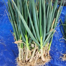진도 유기농 흙대파(산지직송)월 수 금발송, 유기농 흙대파 3kg(손질 전)