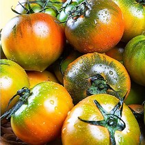 산지직송 부산 최상급 프리미엄 고당도 대저 짭짤이 토마토, 1kg