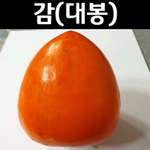 감나무/대봉시 접목1년(분) 나무 묘목 1개/유실수/과수