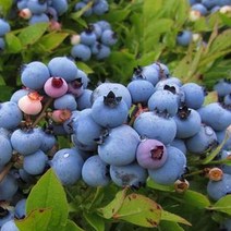 블루베리 나무 묘목 - 블루레이 삽목6년 결실주(분) 1개