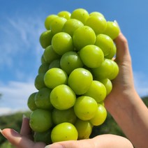 영동 샤인머스켓 2kg (2-4송이 내외) 선물용 (에어캡 포장) 망고맛 포도
