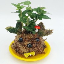 볼 토피얼 식물 화분 만들기2인(식물테이블야자)