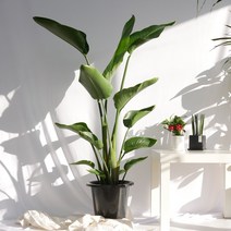 보거스플라워 여인초 대형화분 해초바구니 이태리토분, 1개, 여인초(대형)+해초바구니