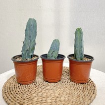 용신목 선인장 (1종), 1개
