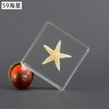 60마리 실제 곤충 표본 아이 선물 생물 관찰 교육용, 불가사리개