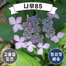(나무85) 산수국 6치 포트 포트묘, 1.산수국 6치 포트