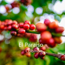 [위트러스트] 콜롬비아 엘 파라이소 리치 200g Columbia El Paraiso/ 스페셜티 커피 원두, 에스프레소