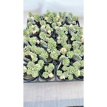 [골든플랜트] 아틸란티스 야생화 노지월동 색감이화려한아틸란티스