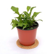 루꼴라 허브 실내 공기정화 소형 반려 식물, H28.루꼴라, 1개