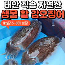 [새벽조업 당일발송] 제철 서해안 활 생물 갑오징어 숙회 볶음 통찜용 1kg 2kg 3kg, 1. 갑오징어 1kg
