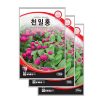 천일홍 씨앗 100립 천날살이풀 종자 globe amaranth, 8