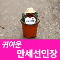소울라인 만세선인장 다육식물 공기정화식물, 모자만세선인장, 1개