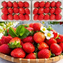 담양 설향딸기 생딸기 1kg 500g 왕딸기, 1kg(대과)