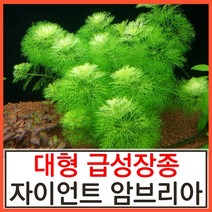 수초하우스) 자이언트암브리아(급성장종) 수초, 2줄기