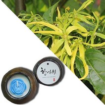 늘향 늘향 깊은향과 상쾌함을 전하는 일랑일랑향 항아리캔들 (2737173), 1호 핑크