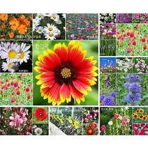 [혼합꽃씨앗] 약 10 000립/20 000립 야생화씨앗 혼합(30종) 판매 사계절씨앗 믹스혼합 꽃 야생화 씨앗, 야생화씨앗 30종혼합 20.000립