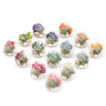 [천삼백케이] [아침향기] 행잉볼 천연 가습 DIY 테라리움 틸란드시아 모스 15colors, 스프링그린, 행잉볼 DIY