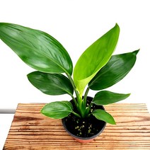 에덴플랜트 극락조 공기정화식물 실내 개업 집들이선물 수경식물 반려 선물하기좋은식물