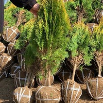 황금측백나무 40cm 내외 울타리목 조경수 정원수