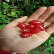 같이가치농원 보리수나무 왕보리수 (R3전후) 결실주
