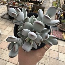 [해와달다육] 방울복랑 다육이