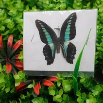 글로벌혜성 나비 홈 장식 곤충 표본 거실 컬렉션 DIY 아트워크 액세서리 특별한 선물, [19] Q 14