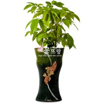 꽃뜨랑 공기정화식물 개업화분 스투키 행운목 금전수 전국당일꽃배달 꽃화분, C05 대엽홍콩, 1개
